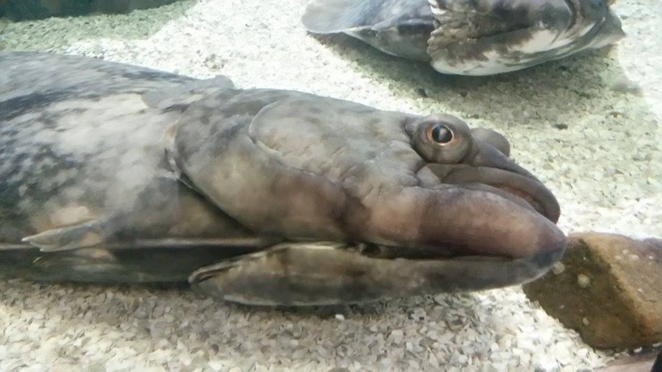 halibut